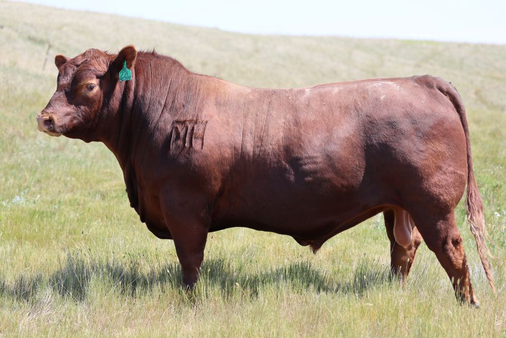Blom Red Angus | MT | Red Angus cattle, bulls for sale, herd sires, AI ...