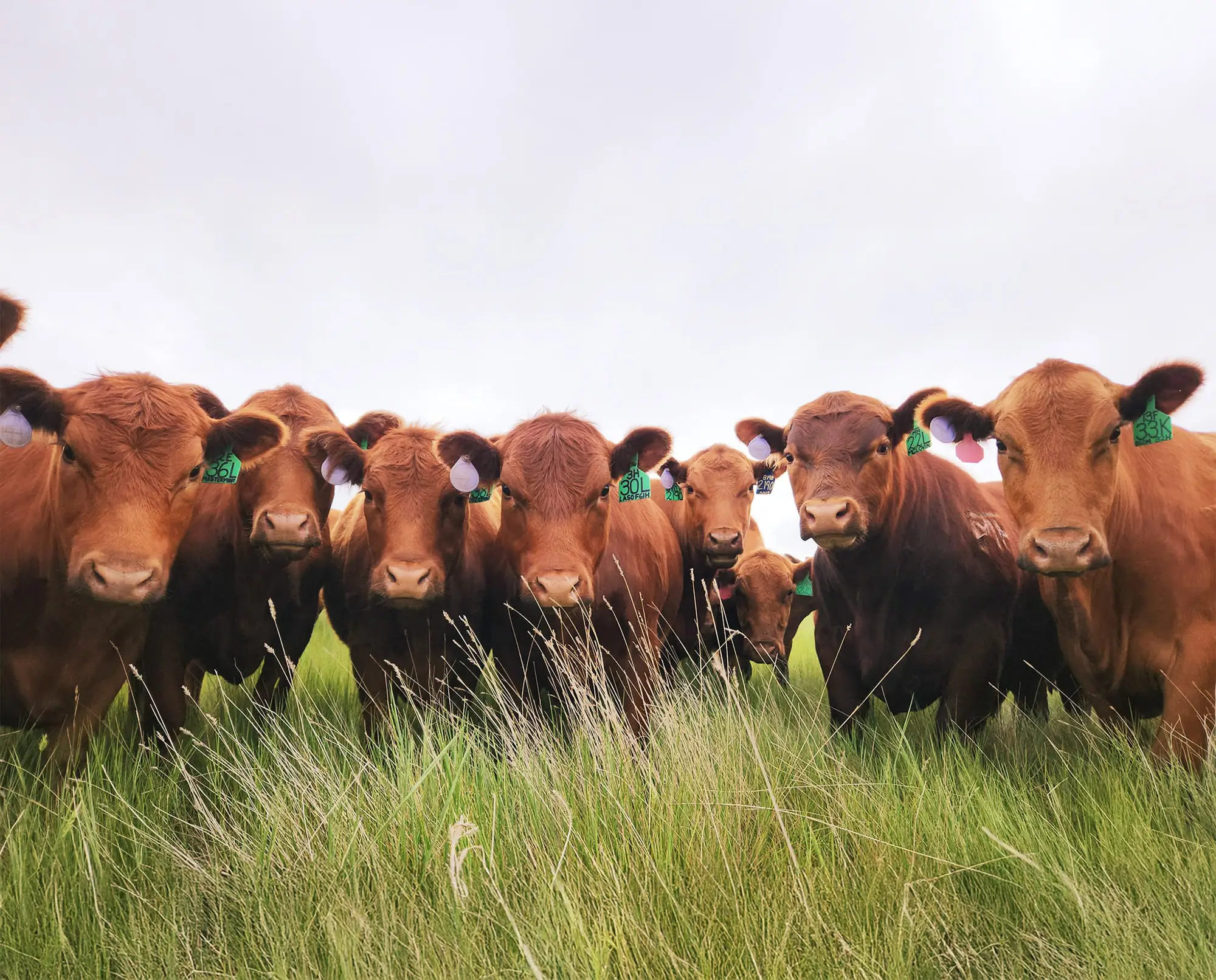 Cows in Field
