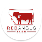 Blom Red Angus