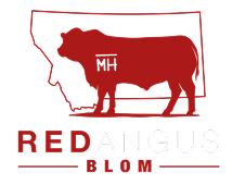 Blom Red Angus